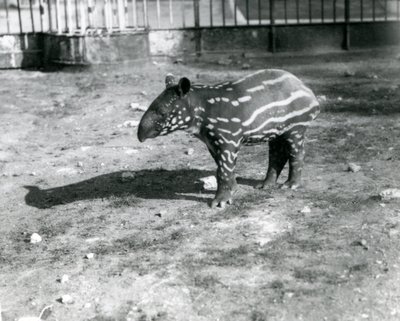 Ein junger Malaiischer Tapir im Londoner Zoo, 5. Oktober 1921 von Frederick William Bond